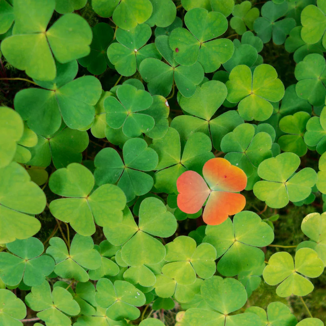 What Limited Edition Really Means (And Why It’s Worth It)