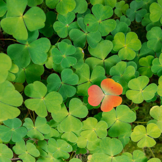 What Limited Edition Really Means (And Why It’s Worth It)